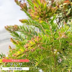 �A�J�V�A �e���T 18cm 6�� ���A�� �␫ �R���p�N�g �w���Ⴂ