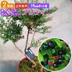 �l�C�e�B�u�u���[�x���[ �w �v���e�B �x 15cm�|�b�g�c �y2�Z�b�g�z �y���������z