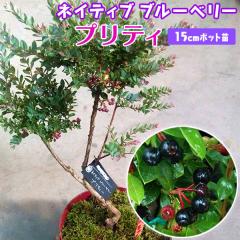 �l�C�e�B�u�u���[�x���[ �w �v���e�B �x 15cm�|�b�g�c