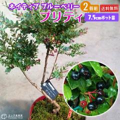 �l�C�e�B�u�u���[�x���[ �w �v���e�B �x 7.5cm�|�b�g�c�@�y �������� �z �y 2�Z�b�g �z