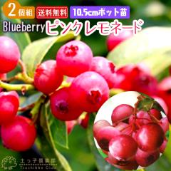 �u���[�x���[ �w �s���N�����l�[�h �x 2�N�� 10.5cm�|�b�g�c �y2�Z�b�g�z �y���������z