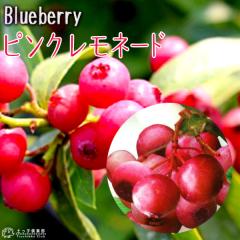 �u���[�x���[ �w �s���N�����l�[�h �x 2�N�� 10.5cm�|�b�g�c