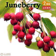 �W���[���x���[ �i ���m�U�C�t���{�N �j 10.5cm�|�b�g�c�@�y �������� �z �y 2�Z�b�g �z