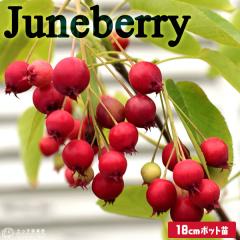 �W���[���x���[ �i ���m�U�C�t���{�N �j 18cm�|�b�g�c ������ �y �������� �z