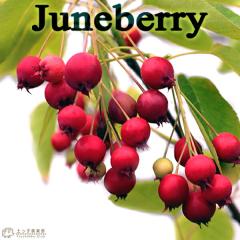 �W���[���x���[ �i ���m�U�C�t���{�N �j 10.5cm�|�b�g�c