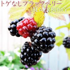 �g�Q�Ȃ� �u���b�N�x���[ �w �\�[���t���[ �x 9cm�|�b�g�c �y 2�Z�b�g �z