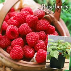 ���Y�x���[ �i �C���f�B�A���T�}�[ �Q�G�Ȃ萫 �j 6���X���b�g���A�� �y �������� �z