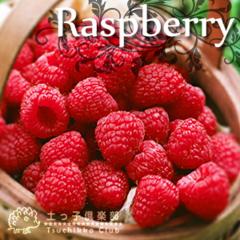 ���Y�x���[ �i �C���f�B�A���T�}�[ �Q�G�Ȃ萫 �j 9cm�|�b�g�c �y 2�Z�b�g �z