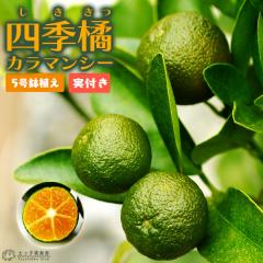 �s ���t�� �t �l�G�k �w �J���}���V�[ �x 5�����A�� �ږؕc �i �l�G�� �j�����t��2�`3�Ȃ� �y �������� �z