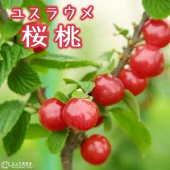 ���X���E���@15cm�|�b�g�ږؕc �y �������� �z