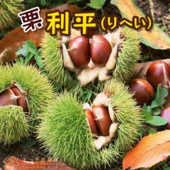 �I �u ���� �i��ւ��j�v15cm�|�b�g�c �y �������� �z