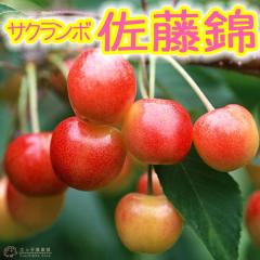 TN{ w  i Ƃɂ j x 15cm|bgc y  z