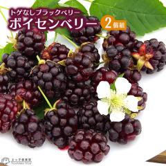 gQȂ ubNx[w {CZx[ x 9cm|bgc  y 2Zbg zi {C\x[ j