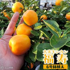 �s ���t�� �t ����L���J�� �i �������� �j �ڂ��ؕc 6�����A�� �i ���t��2�Ȃ� �j �y �������� �z