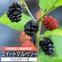 �w�X�C�[�g�}���x���[�x �i�K�̖؁j 10.5cm�|�b�g�c 