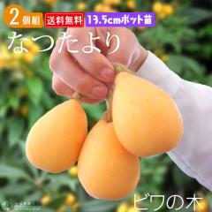 �т� �w �Ȃ���� �x2�N�� �ڂ��� 13.5cm�|�b�g�c�� �y2�Z�b�g�z �y���������z