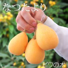 т w Ȃ x2N ڂ 13.5cm|bgc 