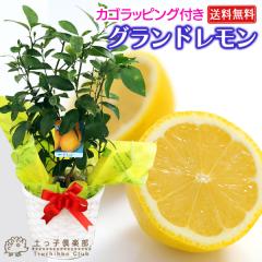 �s ���t�� �t �������̖� �w �O�����h������ �x �ڂ��ؕc 6�����A�� �J�S���b�s���O�M�t�g �i��2�ȏ�Ȃ�j �y���������z