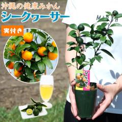 �s ���t�� �t �V�[�N���[�T�[ 9cm�|�b�g �ڂ��ؕc