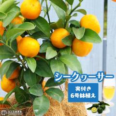 �s ���t�� �t�V�[�N���[�T�[ �ڂ��ؕc 6�����A�� �y �������� �z