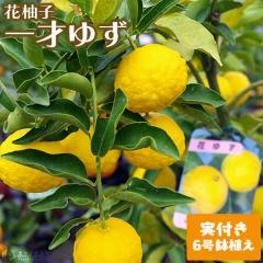 �s ���t�� �t ��˂䂸 �w �ԗM�q �x ���Y �ڂ��ؕc 6�����A�� �y �������� �z