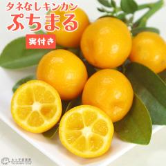 �s ���t�� �t �^�l�Ȃ� ���� �w �Ղ��܂� �x 15cm�|�b�g�ږؕc �i �v�`�}�� �j �y �������� �z