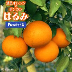 ���k �w �͂�� �x 15cm�|�b�g�ږؕc �y �������� �z