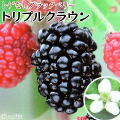 �g�Q�Ȃ� �u���b�N�x���[ �w �g���v���N���E�� �x 9cm�|�b�g�c