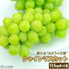 VC}XJbg 13.5cm|bg QN}ؕc y  z