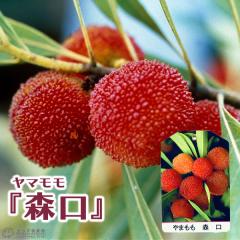 ���}���� �w �X�� �i ���肮�� �j �x 15cm�|�b�g�ږؕc �y �������� �z