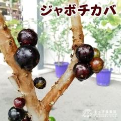 �W���{�`�J�o 18cm�|�b�g�c�� �y �������� �z