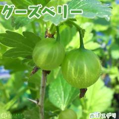 �O�[�Y�x���[ �i ���m�X�O�� �j 12cm�|�b�g�c��