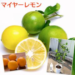 �������̖� �w �}�C���[������ �x 5�����A���i�����t���̔��̕c�؂ł͂���܂���j�y �������� �z