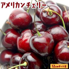 �A�����J���`�F���[ �w �r���O �x�i �T�N�����{ �j12cm�|�b�g�c�� �i 1�N�� �ڂ��ؕc �j�y �������� �z