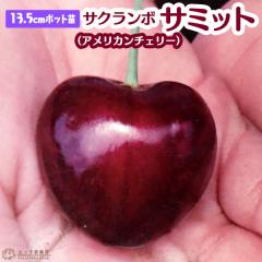 �T�N�����{ �w �T�~�b�g �x�i �A�����J���`�F���[ �j13.5cm�|�b�g�c�� �i �ڂ��ؕc �j�y �������� �z