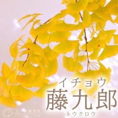 ��� �i �C�`���E�E�M���i�� �j�w ����Y�i �g�E�N���E �j �x 2�N���ڂ��� 15cm�|�b�g�c  �y �������� �z