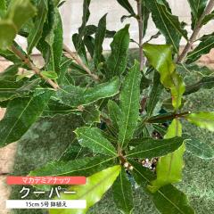 �}�J�f�~�A�i�b�c �N�[�p�[ 15cm 5�� ���A�� �� �������� ���\ �r�^�~��E �r�^�~��B �h�{�L�x �y���q��y��