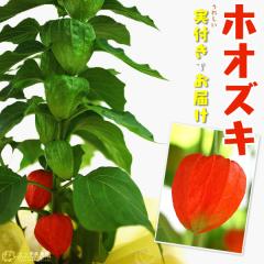 �ق����� �i �z�I�Y�L �j 5�����A�� �s ���t�� �t
