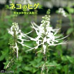 �L�̃q�Q �i �l�R�m�q�Q / �L���b�g�E�C�X�J�[ / �N�~�X�N�`�� �j 9cm�|�b�g�c �y 2�Z�b�g �z