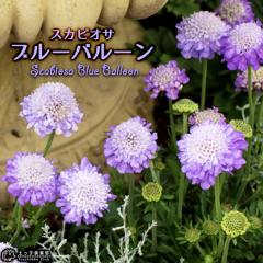 XJrIT w u[o[ x 10.5cm|bgc