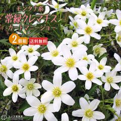 ��΃N���}�`�X �w�J�[�g�}�j�[�W���[�x 2�N�� 10.5cm�|�b�g�c �I�Z�A�j�A�n�i�t�H�X�e���[�n�E���}�炫�j�y2�Z�b�g�z�y �������� �z