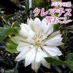 �N���}�`�X �w �Ⴈ���� �x �p�e���X�n�E���}�炫 �i ���炫��֌n �j 9cm�|�b�g�c