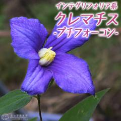 �N���}�`�X �w �v�`�t�H�[�R�� �i �j���[�w���_�[�\�j�[ �j �x �C���e�O���t�H���A�n�E�ؗ����E�V�}�炫 9cm�|�b�g�c