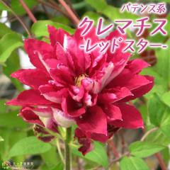 �N���}�`�X �w ���b�h�X�^�[ �x �p�e���X�n�E���}�炫 �i ���炫��֌n �j 9cm�|�b�g�c