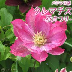 �N���}�`�X �w �Ԃ܂� �x �p�e���X�n�E���}�炫 �i ���炫��֌n �j 9cm�|�b�g�c