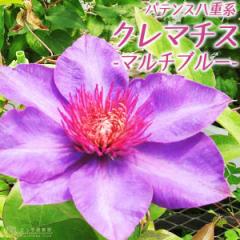 �N���}�`�X �w �}���`�u���[ �x �p�e���X���d�n�E���}�炫 �i ���炫��֌n �j 9cm�|�b�g�c