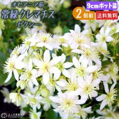 ��΃N���}�`�X �w �s�N�V�[ �x �I�Z�A�j�A�n�E���}�炫 9cm�|�b�g�c �y2�Z�b�g�z �y���������z