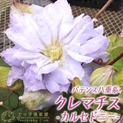 �N���}�`�X �w �J���Z�h�j�[ �x �p�e���X���d�n�E���}�炫 �i ���炫��֌n �j 9cm�|�b�g�c