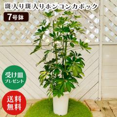 �ϗt�A��7���� �z���R���J�|�b�N 7���� (���J�o�[�Ȃ�) (�󂯎M�v���[���g)