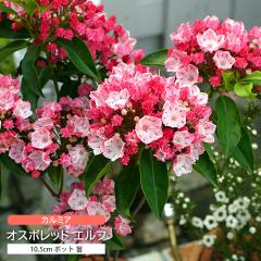 �J���~�A 10.5cm �|�b�g �c �I�X�{���b�h �G���t ������ �c�c�W�� ��� ��� ���` �s���N �z���C�g �y�I�ׂ�2�F�z �I�X�{���b�h �G���t 